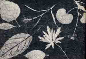 Один из снимков, выполненых в России академиком Фрицше-фотограмма листьев растений. Май 1839 г.